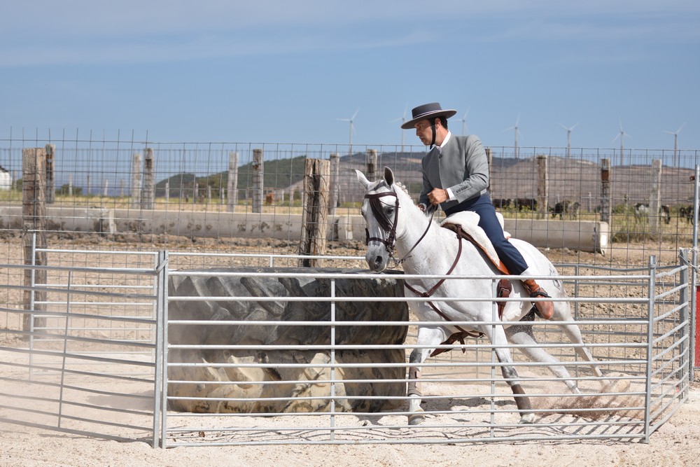 Jornadas de Equitación de Trabajo en Falces